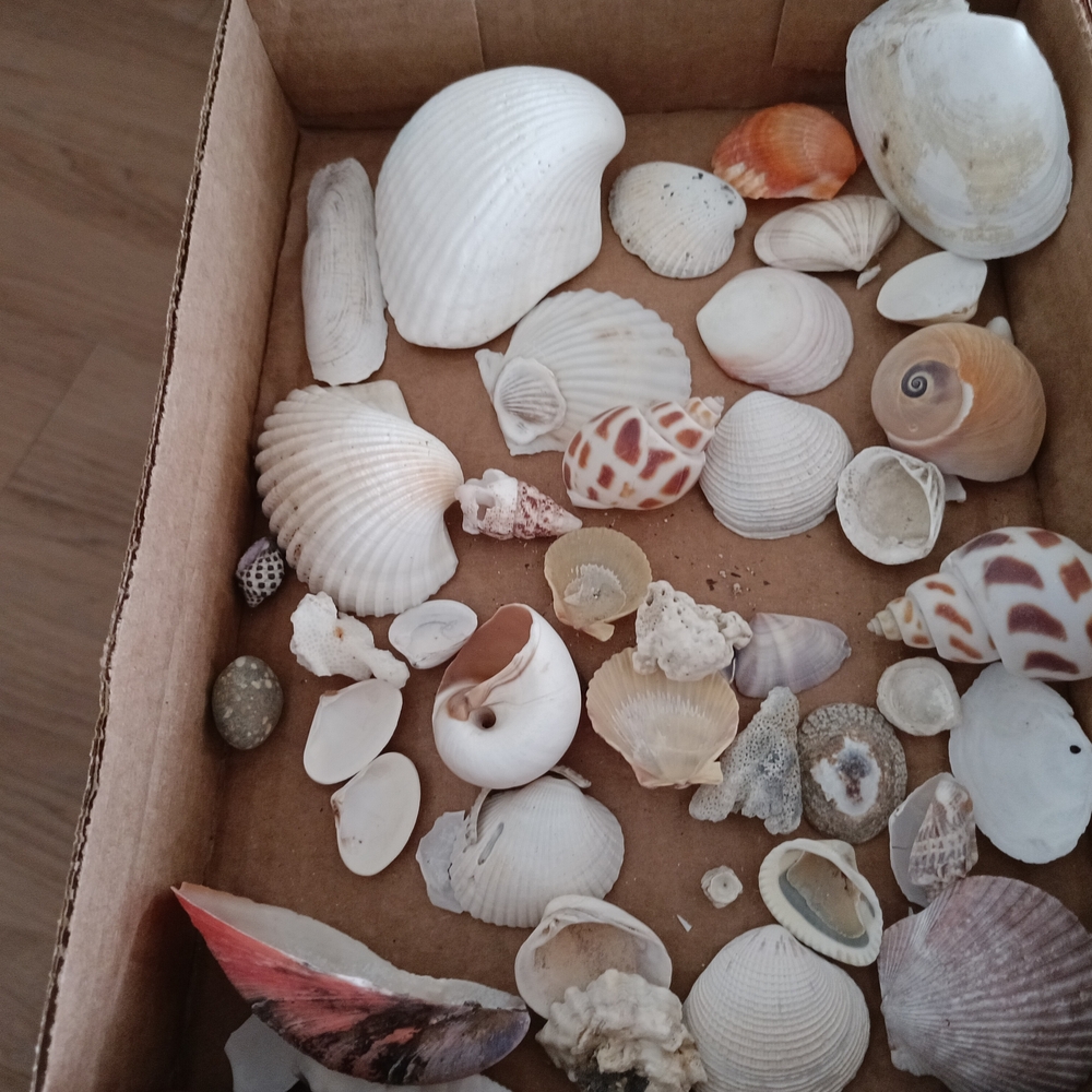 Assorted Seashell Collection - Picture 2 of 6
